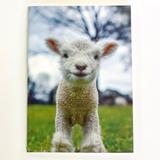 1818 Farms Journal -Lamb