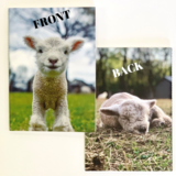 1818 Farms Journal -Lamb